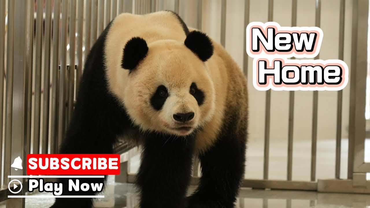 【Panda News】The Mianyang Base Of CCRCGP Has Entered Trial Operation | iPanda