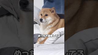 嫉妬柴犬再び... #柴犬 #チワワ #shorts