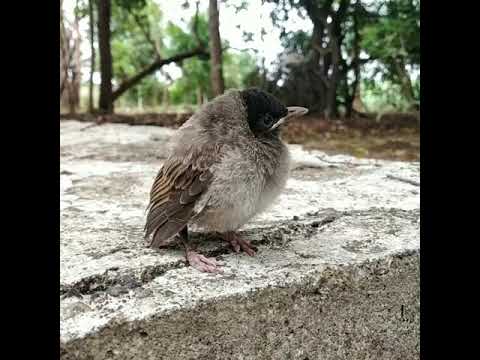 Bird sound Red-whiskered Bulbul