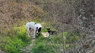 Mother Dog left her kennel after getting scared and returned with only one puppy. by Sevpati 14,359 views 1 month ago 26 minutes