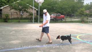 18 month Decker Giant Rat Terrier Tug: Baton Rouge Dog Trainer