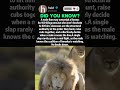 Lionesses Rule the Pride, Even Over Males#wildlife #lionshorts  #animalbehavior #animalfacts