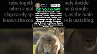 Lionesses Rule the Pride, Even Over Males#wildlife #lionshorts #animalbehavior #animalfacts