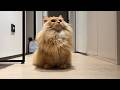 Trick &amp; Treat with My Cat - Day 91