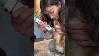 Dog Grooming with a Top Pet Grooming Clipper oneisall