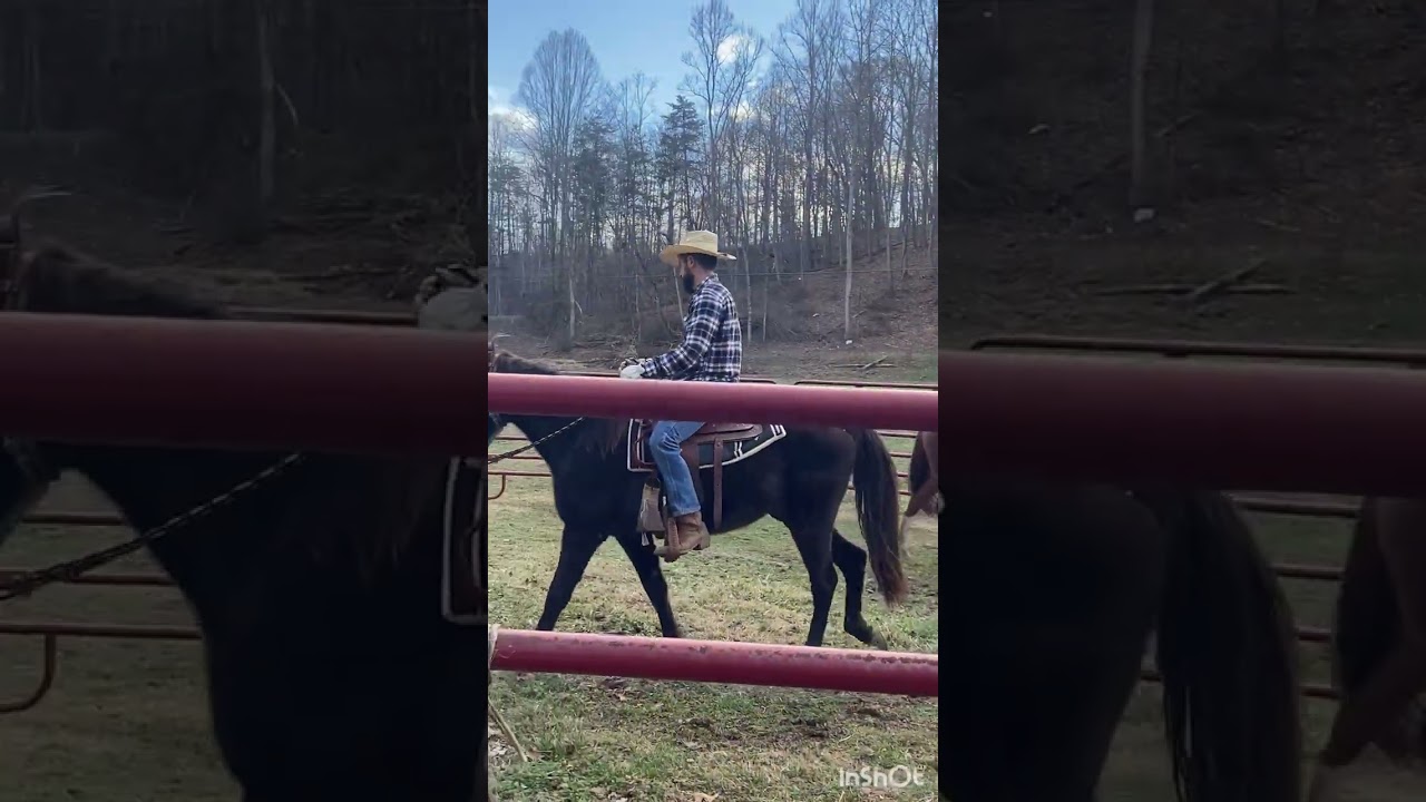 Green broke gelding riding