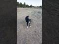 I found a stick!.#vanlife #vanlifewithdogs #bordercollie #akathegirls #buymeacoffee #blessed