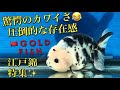 【パンダらんちゅう】を買いたい〜超極上魚が売ってるぞ！