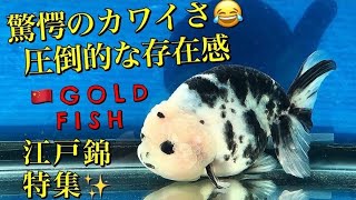 【パンダらんちゅう】を買いたい〜超極上魚が売ってるぞ！