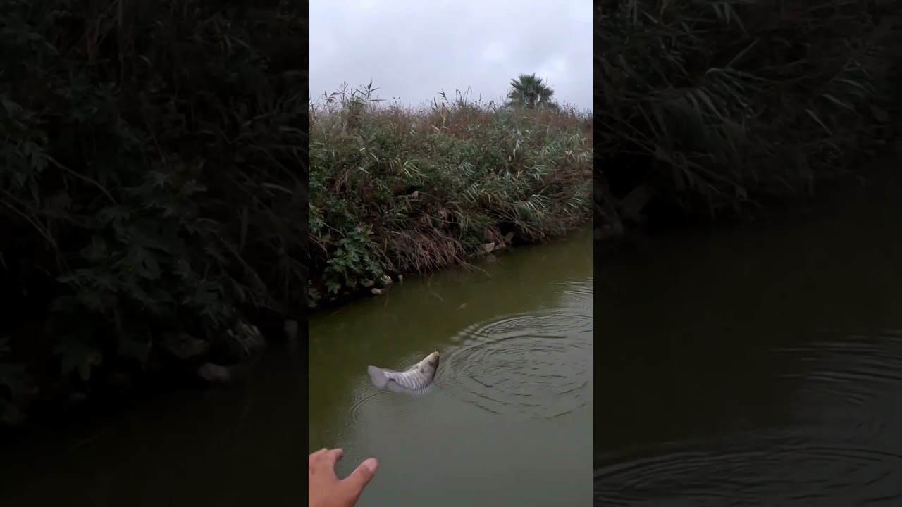 לפעמים תזוזה קלה בלבד של המצוף מספיקה בשביל לתת את הנעיצה