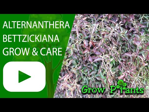 Alternanthera bettzickiana – grow, care & eat (Parrot-leaf or Sanguinarea)