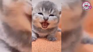 Adorable Baby Animals Kittens Puppies Ducks Rabbits Animals Whos Are Best Friends Cute Fuzzy Animals by Pink Paw Media 6 views 2 years ago 5 minutes, 19 seconds