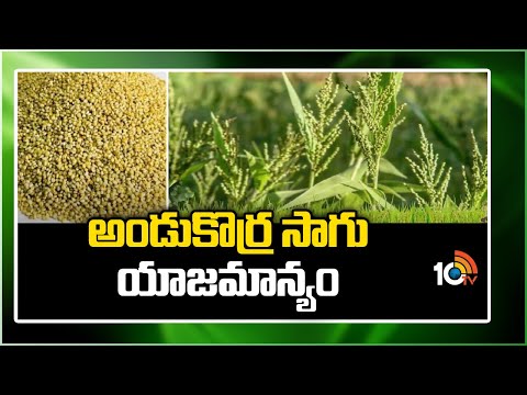 Andu korra Cultivation | అండుకొర్ర సాగు యాజమాన్యం | Matti Manishi | 10TV News - 10TVNEWSTELUGU
