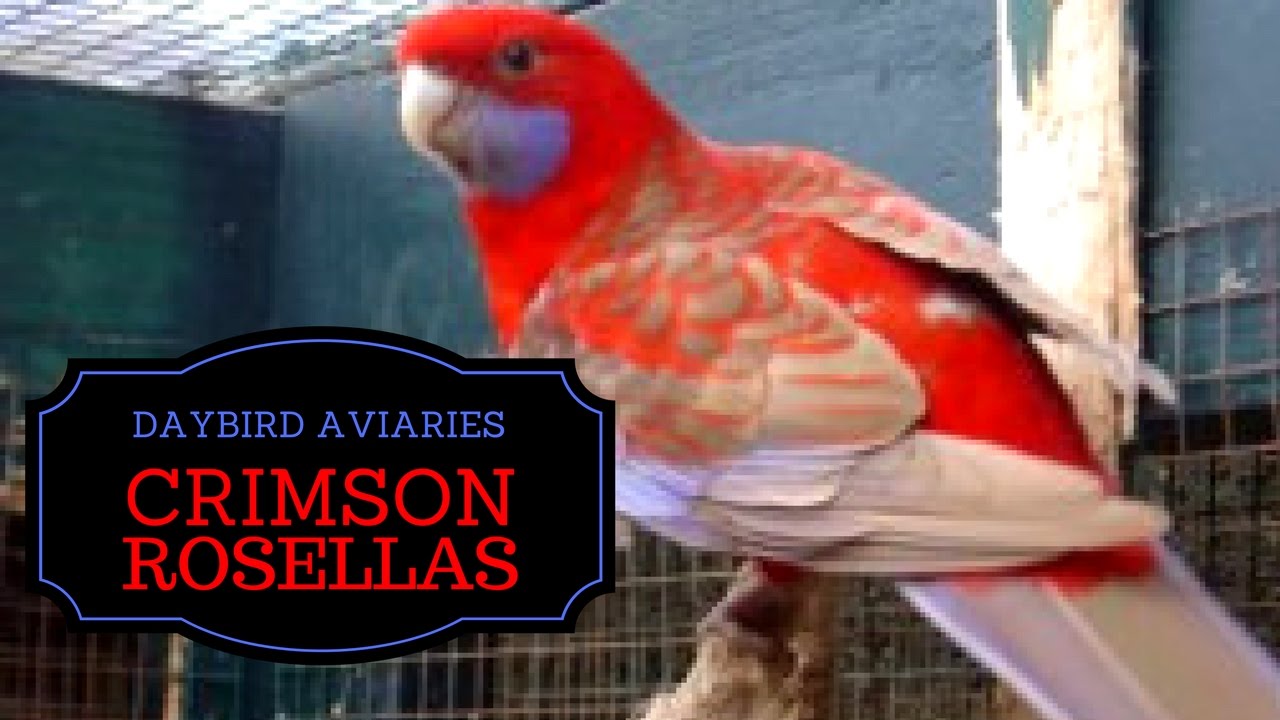 CRIMSON ROSELLAS - AKA Pennant's Rosellas, Blue and Cinnamon Mutations