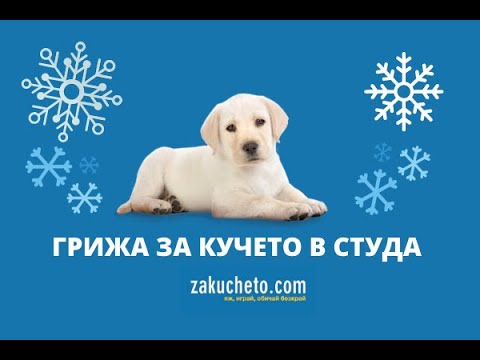 Видео: Защо грижата за кучетата е толкова важна през зимата