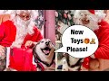 Meeka The Husky TALKS To Santa!  (So Funny!)