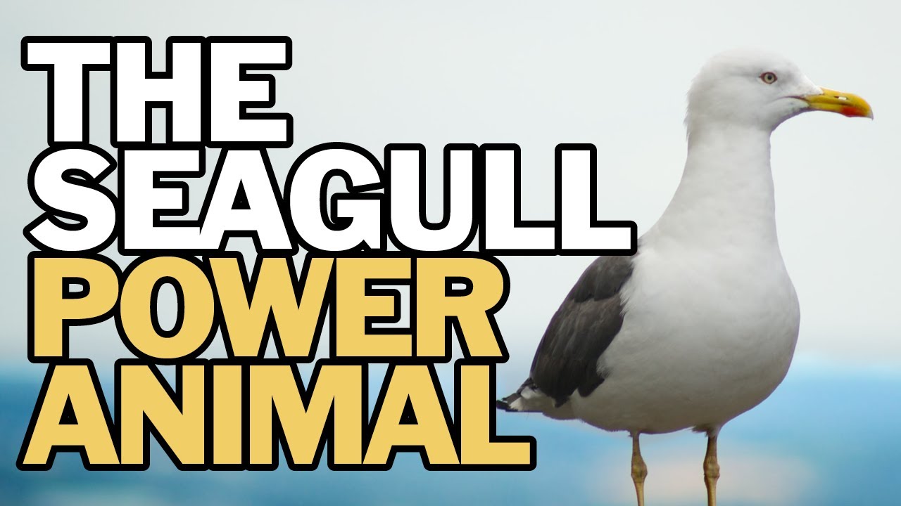 The Seagull Power Animal - YouTube