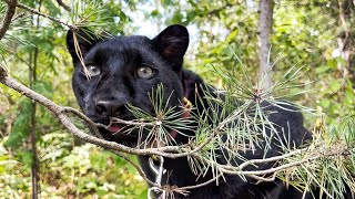 Panther Luna's Taiga  / We enjoy the walk while we can