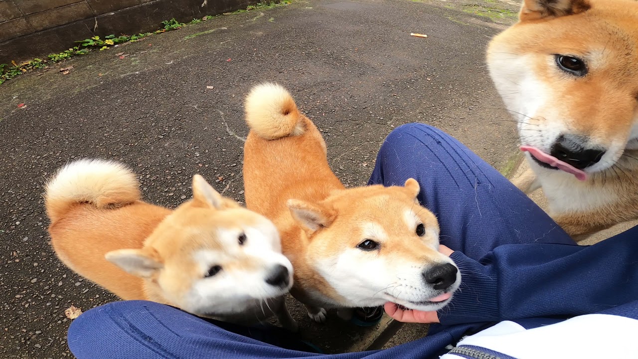 21年12月29日 水 もちもちきなこもち Youtube 21年12月29日 水 もちもちきなこもち Youtube