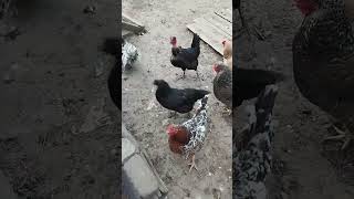 КУРЫ  БРАМА🐔🐔🐔 МОЁ  ХОЗЯЙСТВО