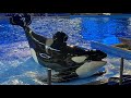 Orca Encounter Texas Style - March 15, 2023 - SeaWorld San Antonio