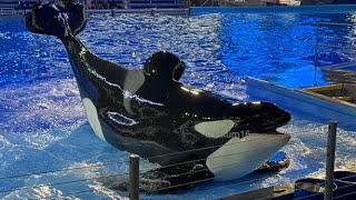 Orca Encounter Texas Style - March 15, 2023 - SeaWorld San Antonio