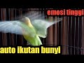 Jitu membuat LAWAN emosi naik seketika dan ikutan ngekek panjang gacor ! Pancingan lovebird ampuh