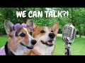 Best Talking Dog Videos (July 2022)