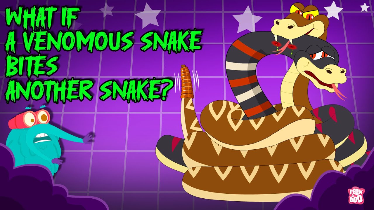 ⁣Deadliest Battle | Rattle Snake vs Cobra | What Happens If a Venomous Snake Bites Another Snake?