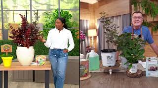1-pc Roberta. Tanaman Winecraft Black Smokebush Pemenang Terbukti di QVC screenshot 5