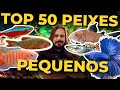 Top 50 peixes e invertebrados pequenos para aqurios mr betta