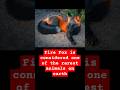 Fire Fox Is Considered One Of The Rarest Animals On Earth mp3