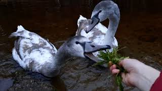 Ручные лебеди 🦢🦢