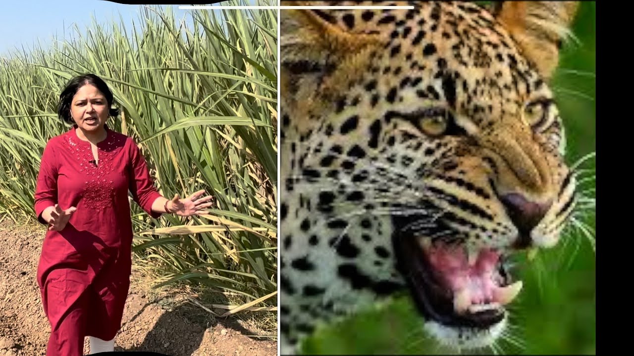Leopard attacks in Maharashtra Junnar ground report Arti Kulkarni Shekru stories 