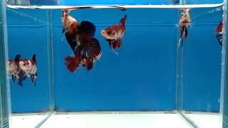 大台南展示級鬥魚 180516-1 PK KOI