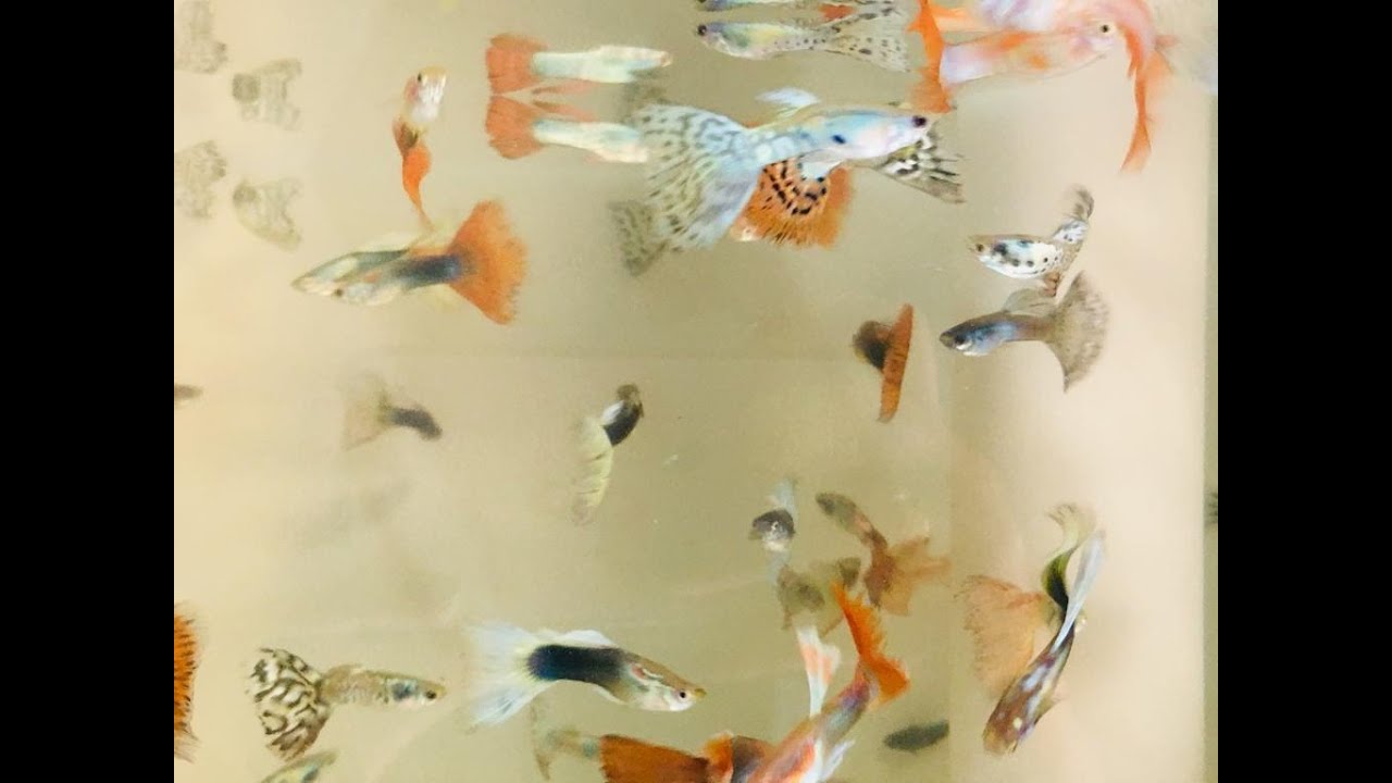 PEIXES ORNAMENTAIS, GUPPYS OXIGENAÇÃO DA ÁGUA. YouTube PEIXES ORNAMENTAIS, GUPPYS OXIGENAÇÃO DA ÁGUA. YouTube