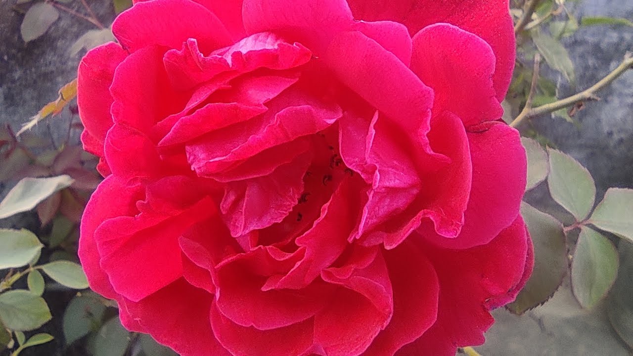 My rose plant flowers 