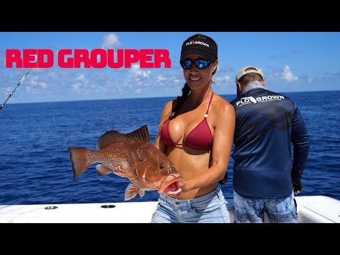 Red GROUPER in the Gulf