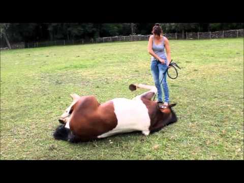 Tuto 1 : comment apprendre le couché à son cheval ? - YouTube Tuto 1 : comment apprendre le couché à son cheval ? - YouTube