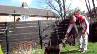 My Stafford Bull Terrier Cross Pitbull Vs Water Pipe