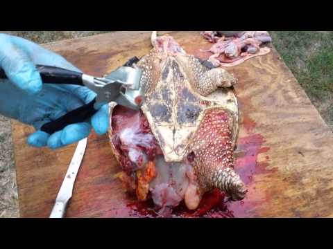 Video: Deniz Kaplumbağası Nasıl Alınır