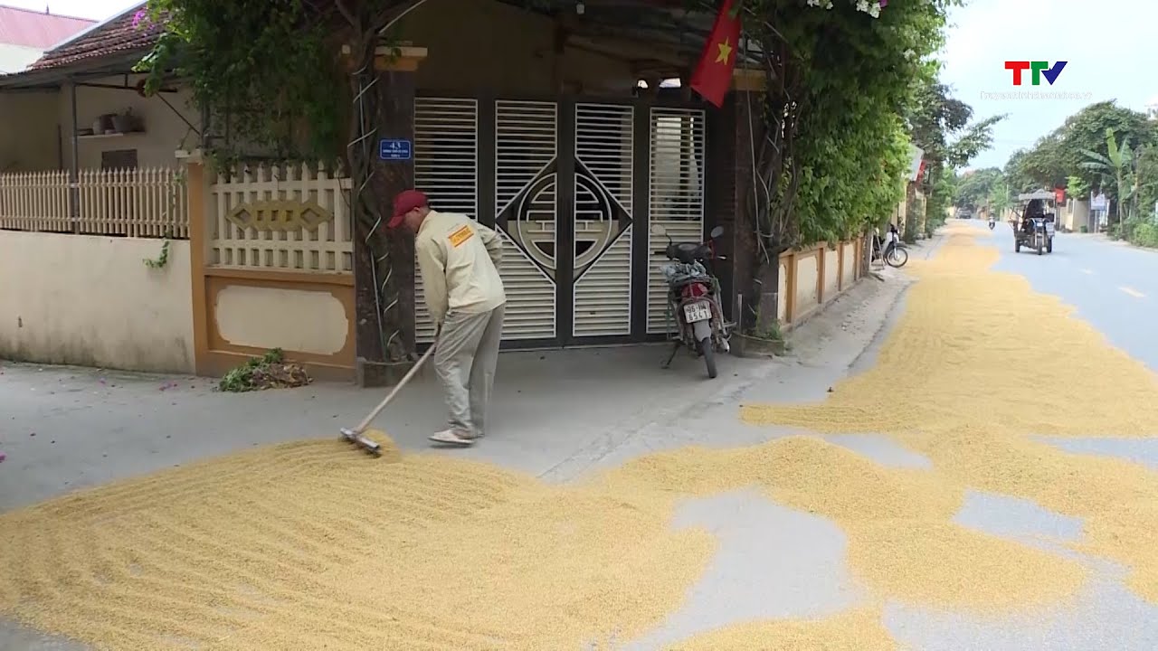 Phơi lúa, rơm rạ trên Quốc lộ 45, 47 tiềm ẩn nguy cơ mất an toàn giao ...