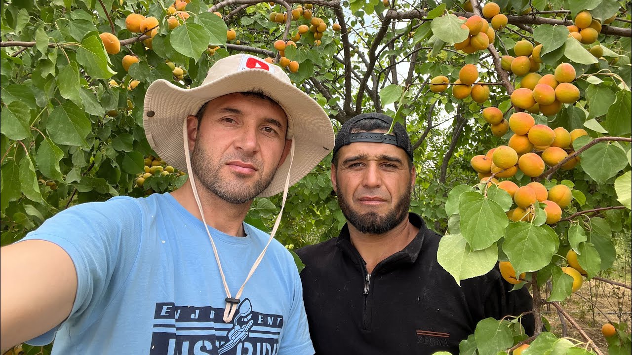 Деҳқонира бин бача Деҳаи Сангтуда Дустмурод Шарипов