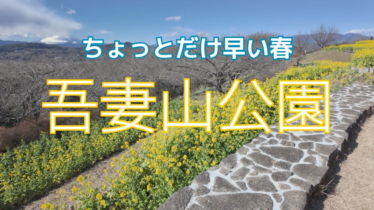 ちょっと早い春を見つけに出かけよう　菜の花ウォッチング　散歩　梅林　桜　富士山
