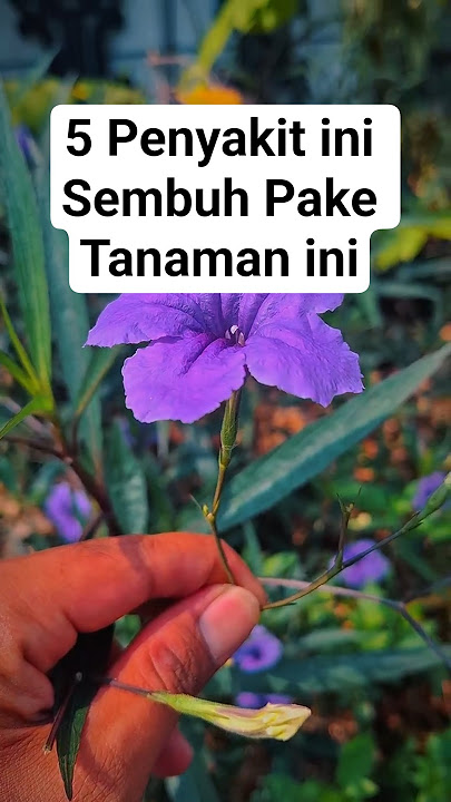 Manfaat Bunga Kencana Ungu #bungakencanaungu #herbalalami #shorts
