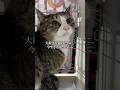 保護することの大切さ #保護猫 #ねこ #ネコ