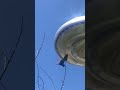 #bird #fling near #ufo