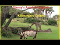 Disney&#39;s Animal Kingdom - Kilimanjaro Safari - Full Ride - 4K
