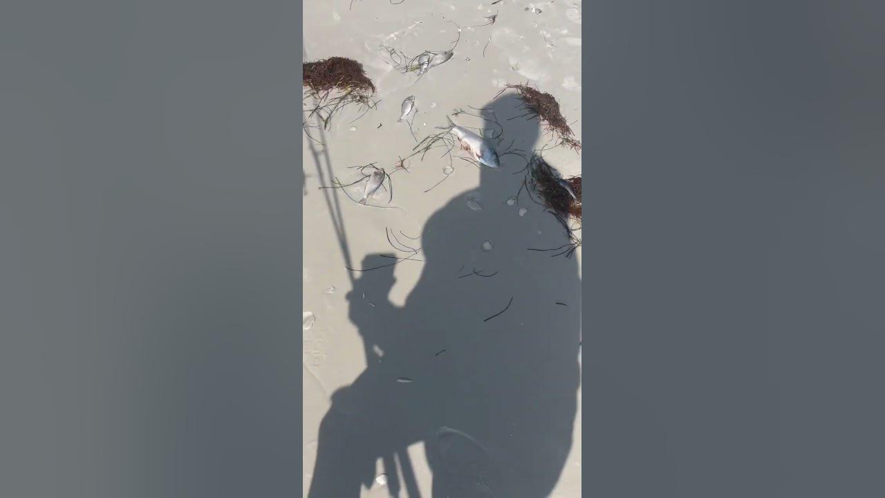 Red tide Honeymoon island 😭 dead fish everywhere redtide 