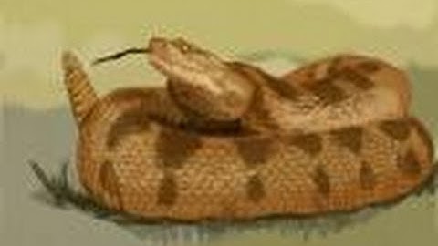 How to draw a Rattlesnake